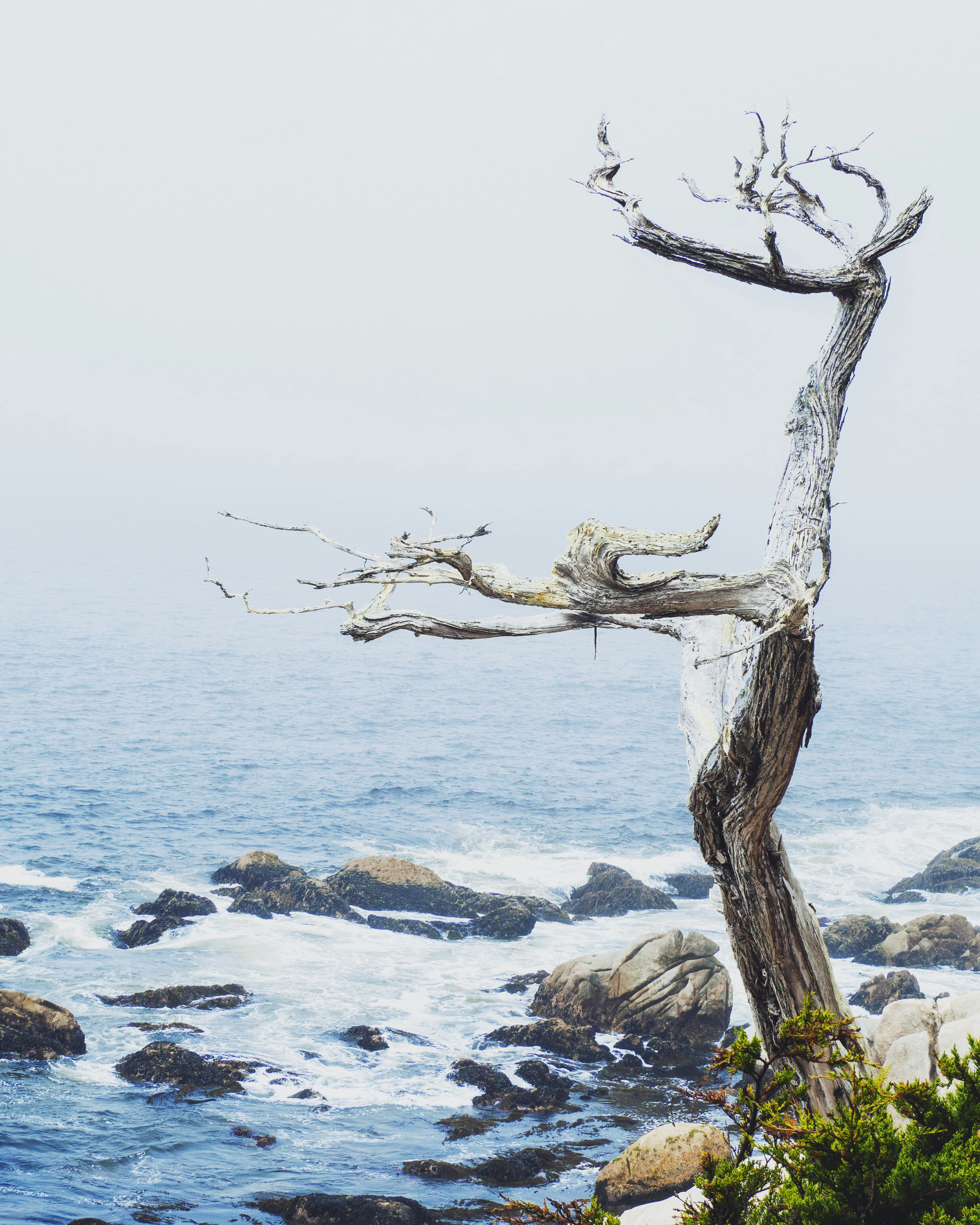bare tree on rocky shore during daytime